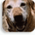 Giving people dog vision