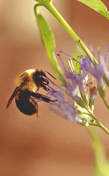 [Honeybee]