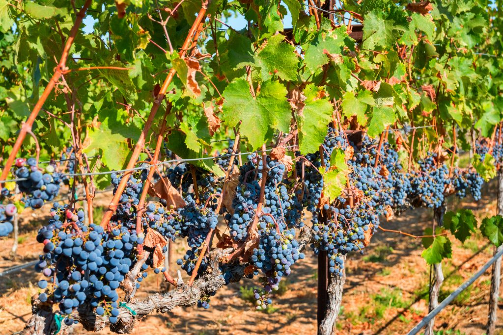 California leads the nation in wine production. Livermore has more than 40 nearby wineries.