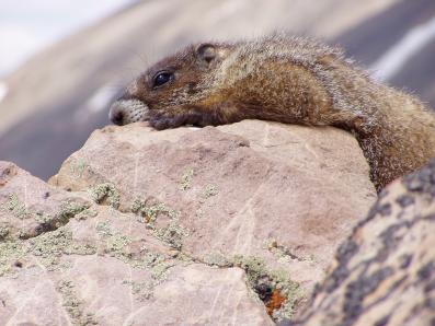 Colorado Trip 2005, marmot resting upon a rock.