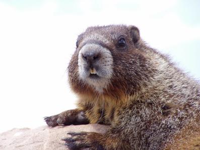 Colorado Trip 2005, picture of a Marmot