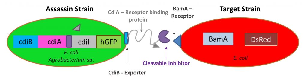 Illustration of expressing CDI in E. coli