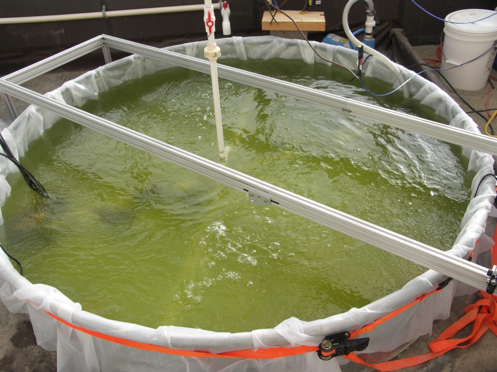 Algae Pond