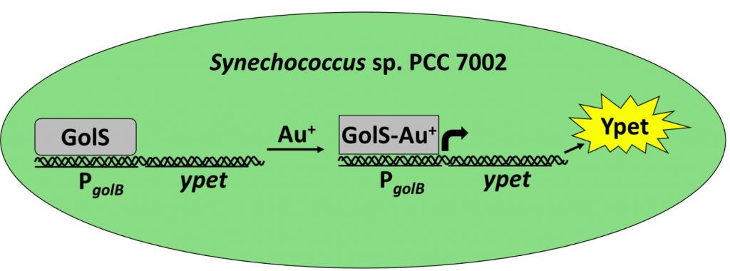 Synechococcus sp. PCC 7002 Illustration
