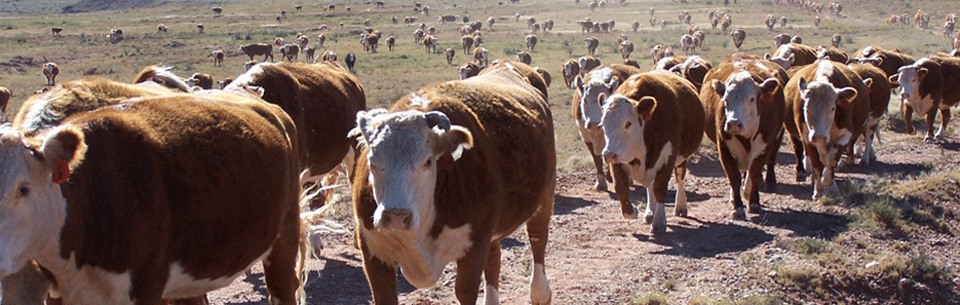 Image of cattle_herd_960x305.png