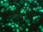 Figure: Genetically engineered cells fluoresce (green fluorescent protein, GFP) in response to the binding subunit of cholera toxin