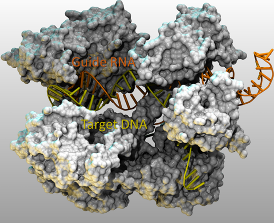 CRISPR