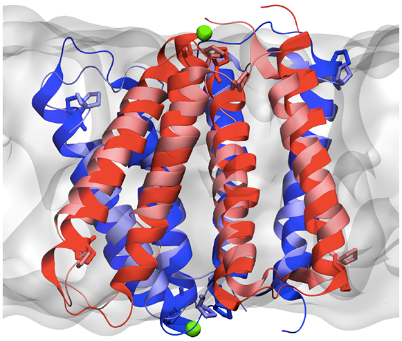 EmrE small membrane transport protein found in E. Coli that exports drug molecules from the cell, contributing to antibiotic resistance