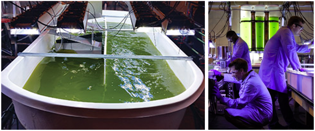 algae raceway and researchers