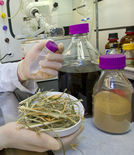 photo of biomass research