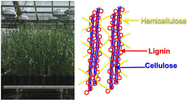 lignocellulose photo and illustraction