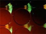 microfluidic cell sorter