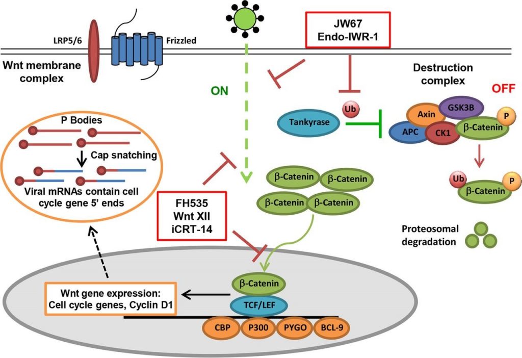 Wnt pathway (membrane complex, gene expression, destruction complex)