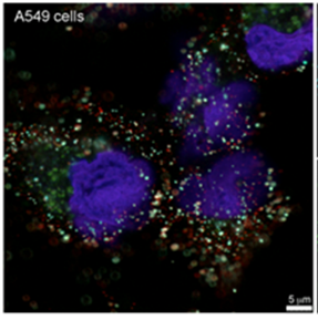 A549 Cells