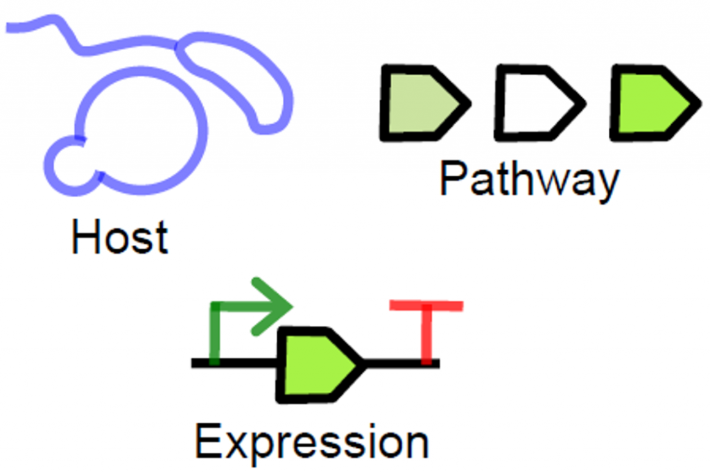 synthetic biology (host, pathway, and expression)