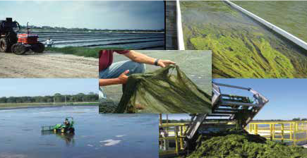 algae at the Salton Sea