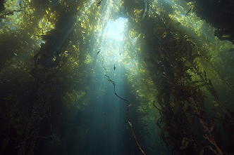 Algae is shown growing from underneath the water.