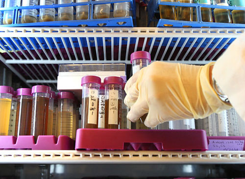 Scientist places test tube in tray