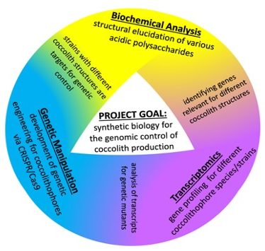 A circular diagram with the research project goal broken into three objectives being worked on by researchers.