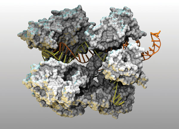 digital rendering of CRISPR protein