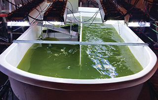 Image of energy_algal_320.jpg