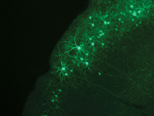 green neocortex