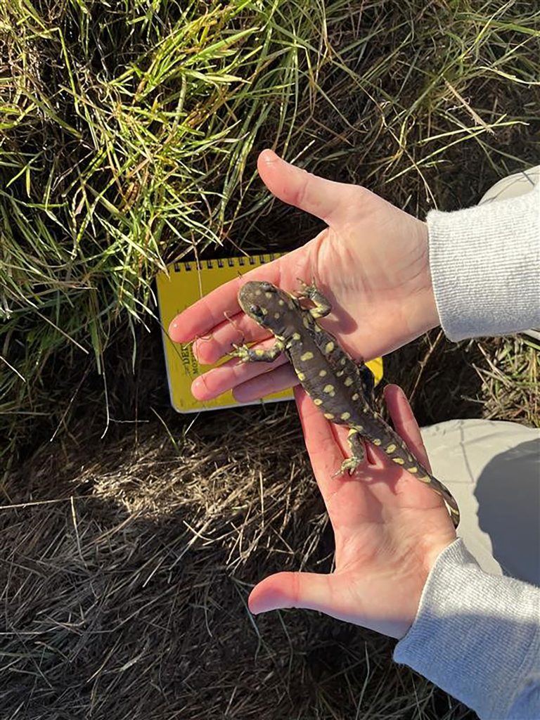 The California tiger salamander, or Ambystoma californiense, discovered near new building construction at Sandia California.
