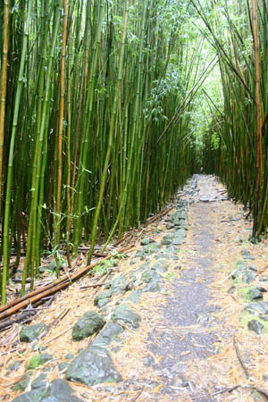 straight dirt path lined with bamboo