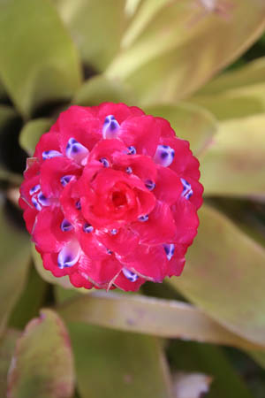 pink tropical flower with blue spots