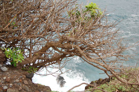 ocean view obstructed by a bush