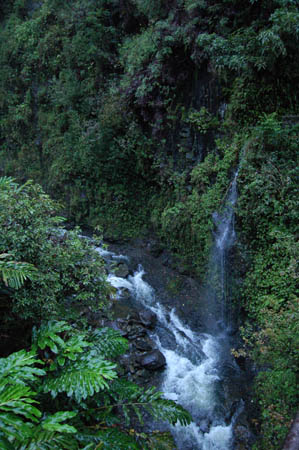waterfall surrounded by green plants and vegetation