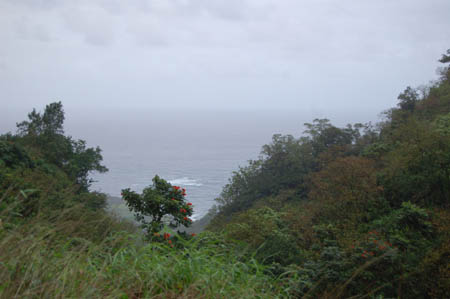 Green foliage with ocean in the background