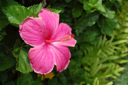 Pink tropical flower