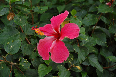 Pink tropical flower