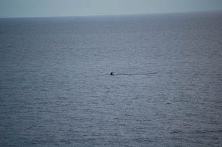 Dolphin fin peeking out of ocean waters
