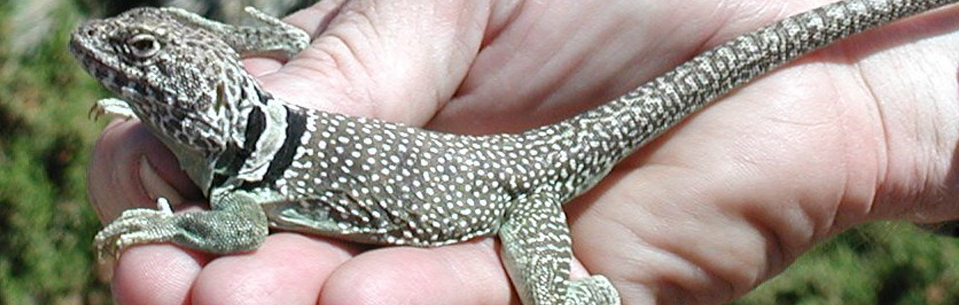 Image of lizard.jpg