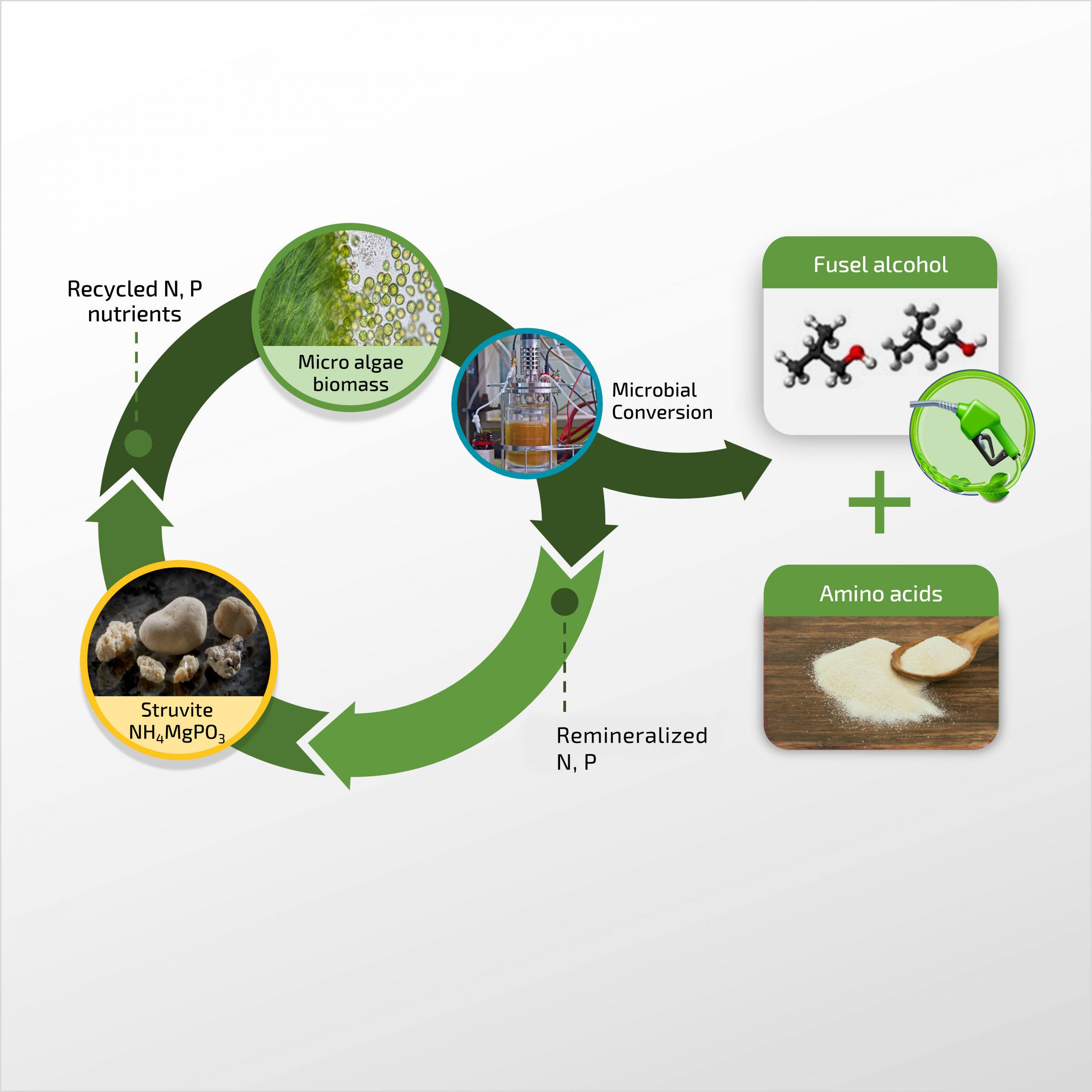 Tandem Conversion of Mixed Algal Biomass