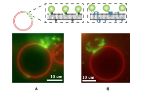 Figure 3: (A) Wild type ENTH (with helix insertion) and (B) mutant ENTH without helix insertion both caused membrane bending