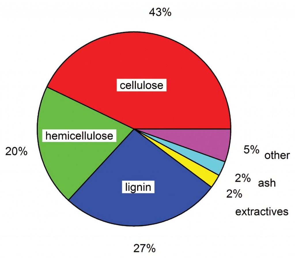 Figure 1. Typical composition of a softwood tree, in this case hybrid poplar.