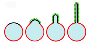 Figure 2: Lipid buds and tubules form when domains crowd membrane-bound proteins