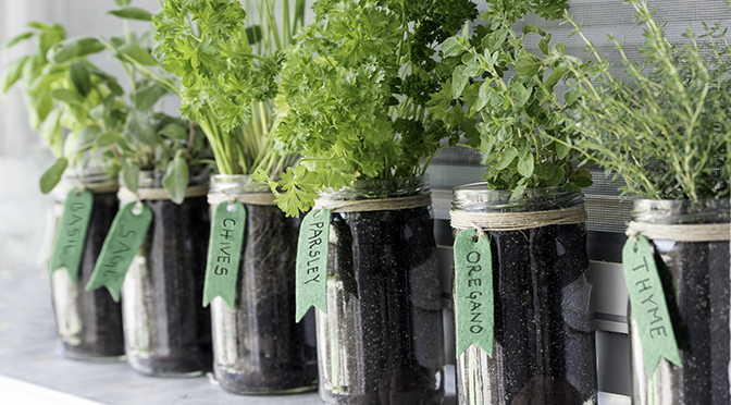 Herbs: Growing and Cooking