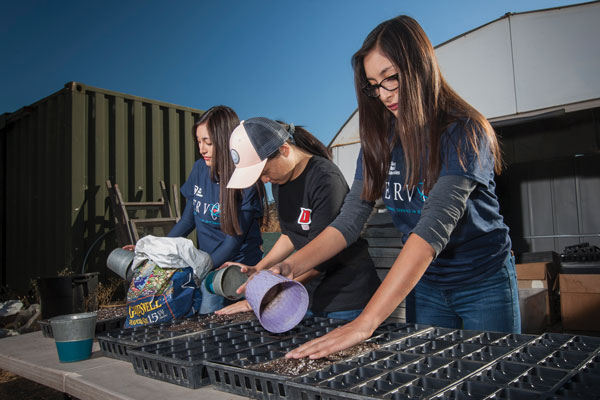 volunteers work with seedlings