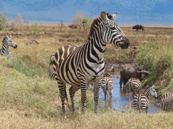 zebras and water buffalo standing on grassland