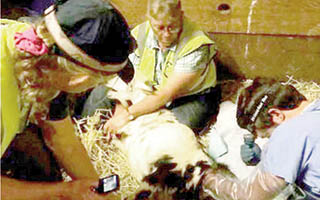 Volunteers and veterinary staff help deliver kids during the Butte Fire.