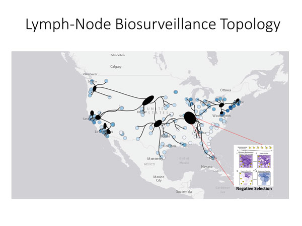 Lymph node biosurveillance topology