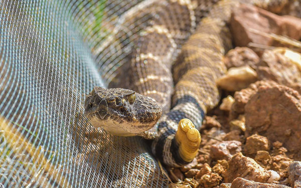 rattlesnake resting against fence