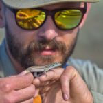 biologist examines whiptail lizard