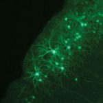 Neural network image