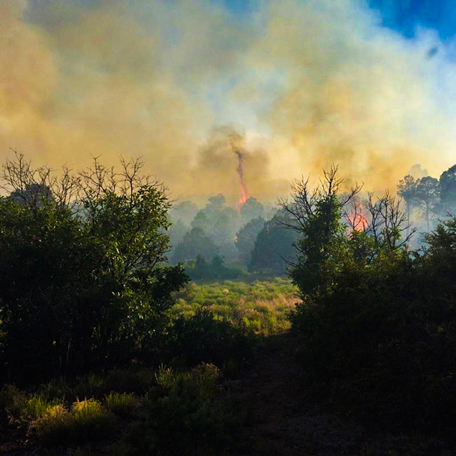 Fire races up a hillside in this photo by Michael Tachias.