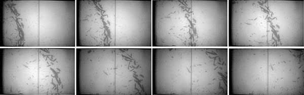 X-RAY MOVIE CAPABILITY developed by Sandia researchers shows fragment flight in sequence, beginning with fragmentation that began inside the explosive fireball, top left, and continuing as the fragments began to rotate in flight, bottom right. (Photo courtesy of Organization 1529)
